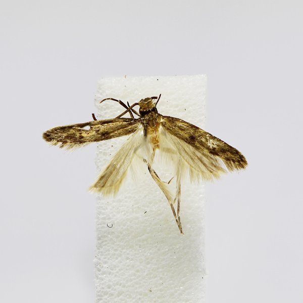 Galagete consimilis (Landry, 2002)