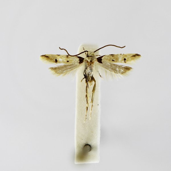 Galagete cristobalensis B. Landry, 2002