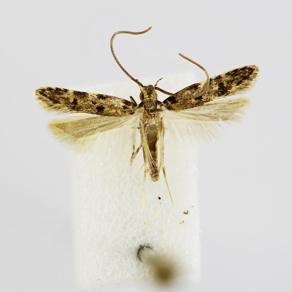 Galagete darwini Landry, 2002