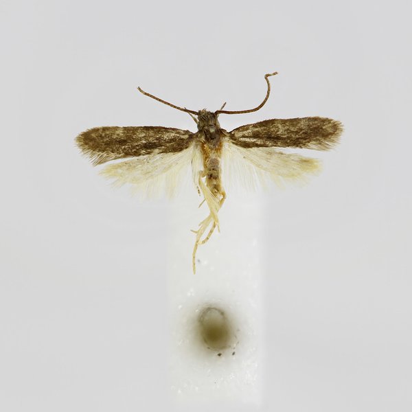 Galagete griseonana Schmitz & Landry, 2005