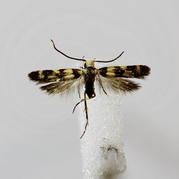 Galagete pecki flavofasciata Schmitz & Landry, 2005