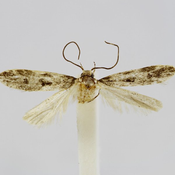 Galagete seymourensis Landry, 2002