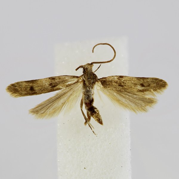 Galagete turritella turritella (Landry, 2002)