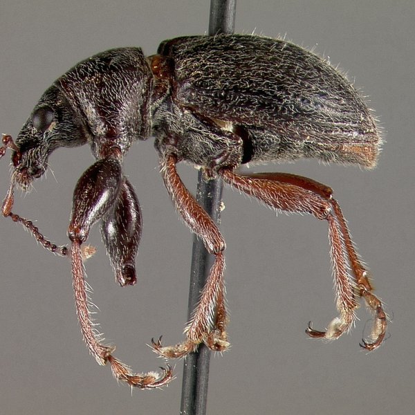 Galapaganus caroli (Van Dyke, 1953)