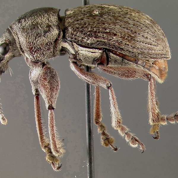 Galapaganus conwayensis (Mutchler, 1938)