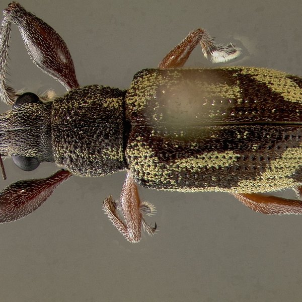 Galapaganus howdenae Lanteri, 1992