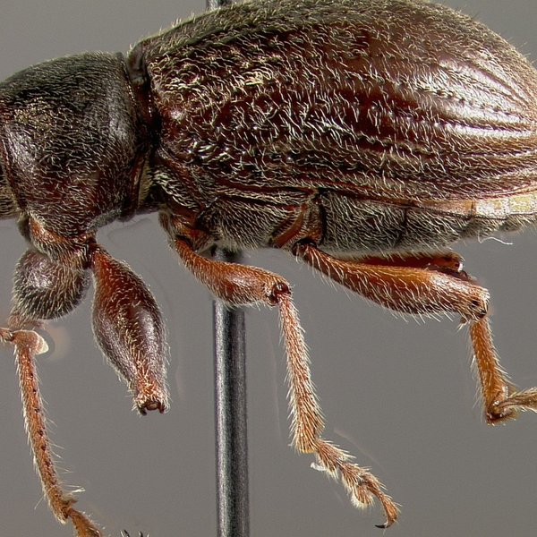 Galapaganus vandykei Lanteri, 1992