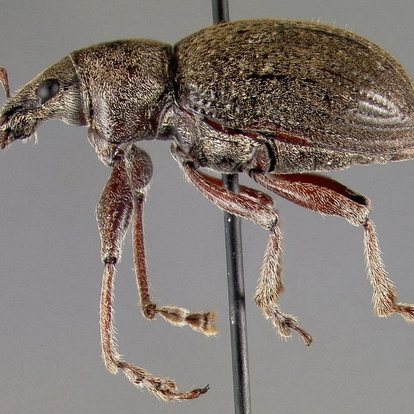 Galapaganus williamsi (Van Dyke, 1953)