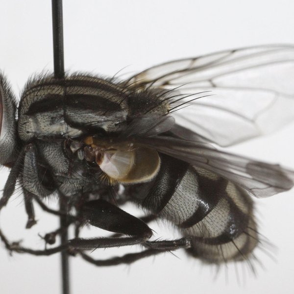 Galopagomyia inoa (Walker, 1849)