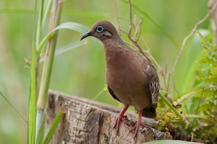 Galapagos Dove (<em>Zenaida galapagoensis</em>) in Bellavista.