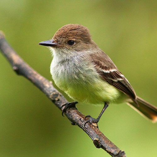 Myiarchus magnirostris (Gould, 1839)