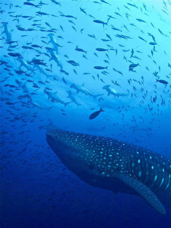 Galapagos Sharks in the recently declared Marine Sanctuary in Darwin and Wolf Islands.