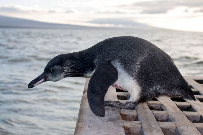 Galapagos penguin ready to get back into the water; the red lines in its chest were drawn with a red marker to avoid its recapture.