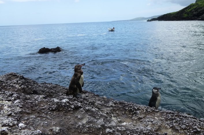 Galapagos penguins are among the smallest in the world and their population is the most vulnerable to climate change.