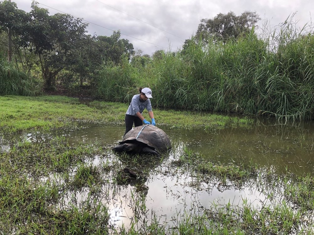 Gislayne Mendoza tomando medidas morfométricas a una tortuga gigante. Foto: Karina Ramón, FCD.
