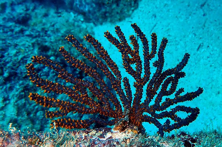 Gorgonia (Muricea sp.) en Floreana