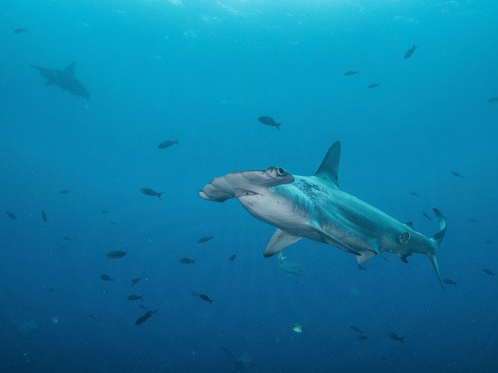 Gran hembra de tiburón martillo entrando en una estación de limpieza de peces de arrecife. Foto: Pelayo Salinas de León, FCD..