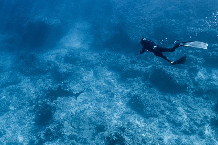 Haciendo apnea o buceo libre con la vara hawaiana para obtener muestras de piel de Tiburón Martillo