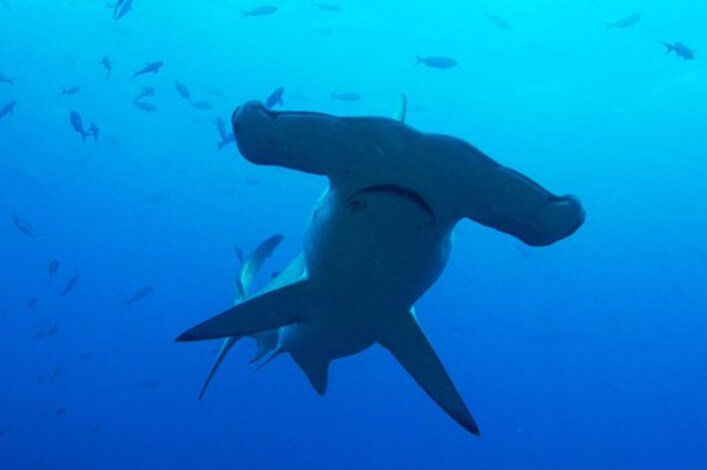 Hammerhead at the Darwin Arch in the Galapagos Islands.