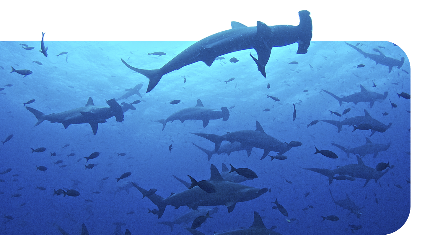 Hammerhead schooling