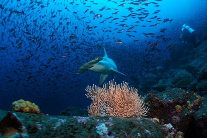 Hammerhead shark, one of the most iconic species found in the Galapagos Marine Reserve.