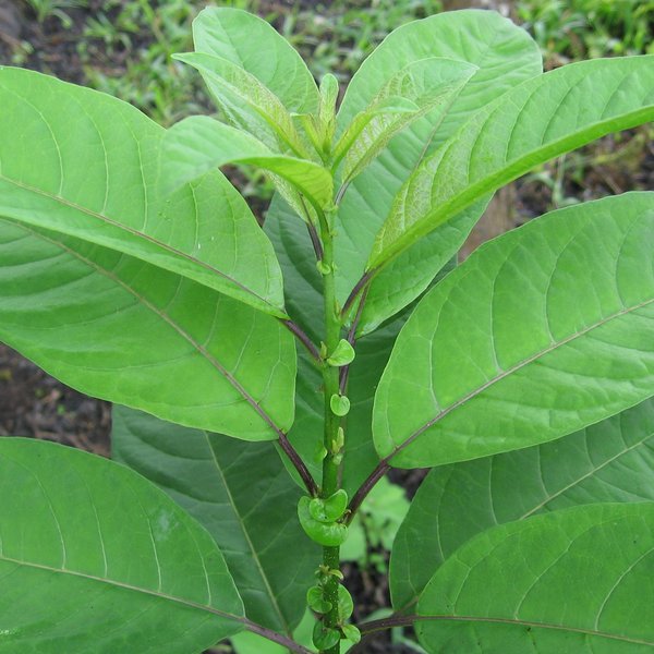 Cestrum auriculatum L'Hér.