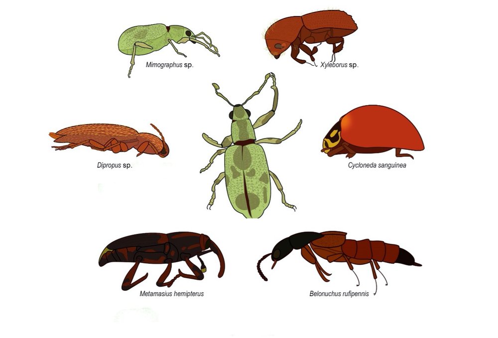 Ilustraciones realizadas por Sarah Schiess de los especímenes encontrados en la finca “Los Alpes Suizos”.