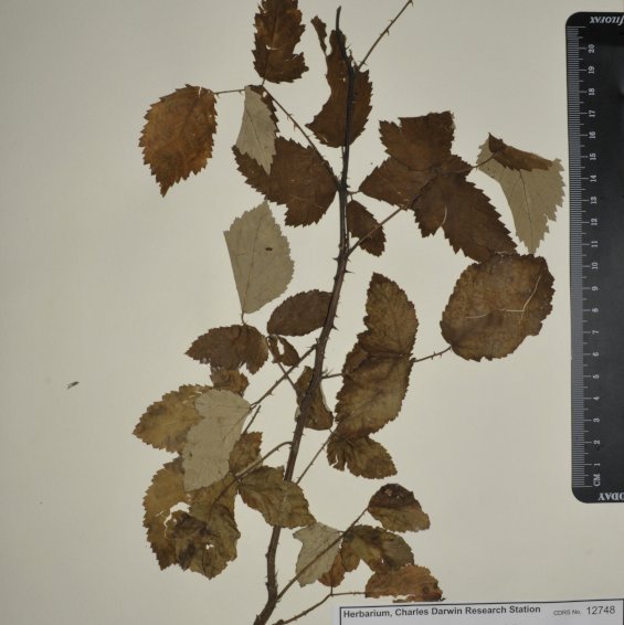 Rubus ulmifolius Schott.