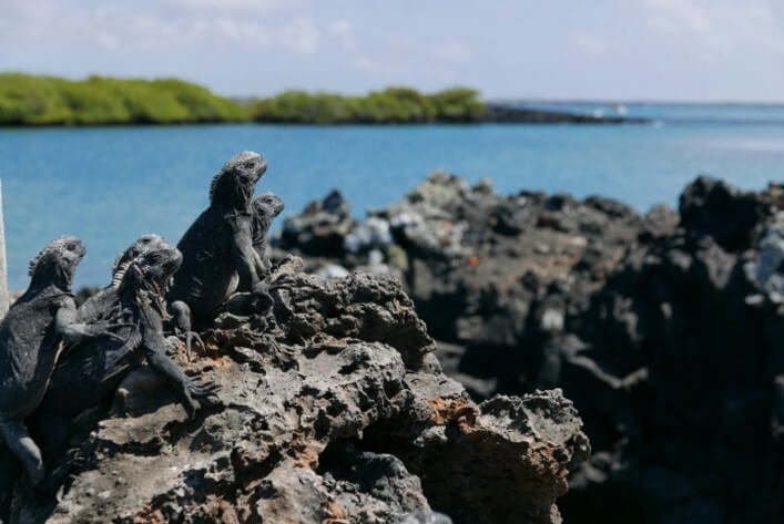 In “Las Tintoreras”, in front of the island of Isabela, you will find a great community of marine iguanas. These usually sunbathe in groups and then go for a swim along the banks.