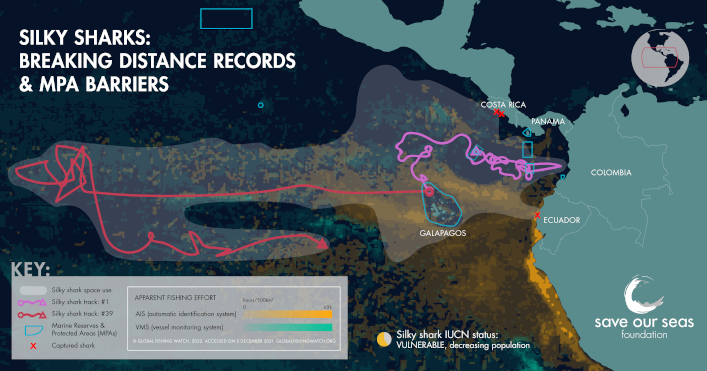 Infografía del recorrido de los tiburones sedosos. 