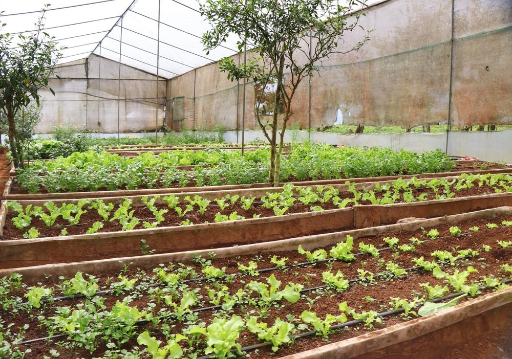 Invernaderos de producción orgánica en la finca “La Elvira”. Parta alta de Isabela, sector “El Cura”. 