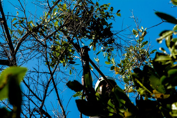 Inyección de un insecticida de muy baja toxicidad para aves en la base del nido para reducir el número de parásitos Philornis downsi