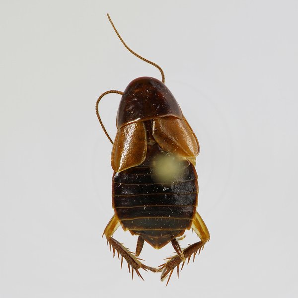 Ischnoptera santacruzensis Roth, 1992