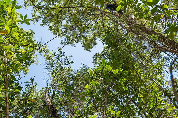 It’s a challenging to climb the tall mangroves.