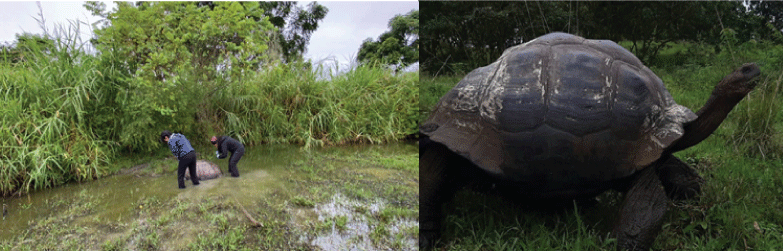 Izquierda: Samara y Paz tomando una muestra del caparazón. Derecha: Tortuga con el caparazón cubierto de manchas blancas. Fotos de: Karina Ramón y Paz Guillén / FCD.