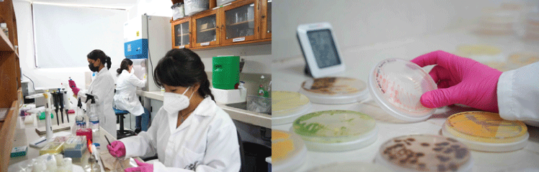 Izquierda: Un día normal de trabajo en el laboratorio de la FCD. Derecha: Observación de cultivo de microorganismos. Fotos de: Rashid Cruz, FCD.