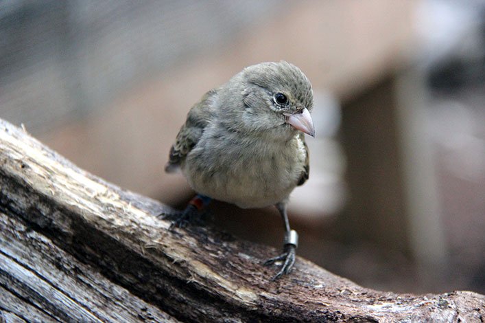 Juvenile Mangrove Finch.