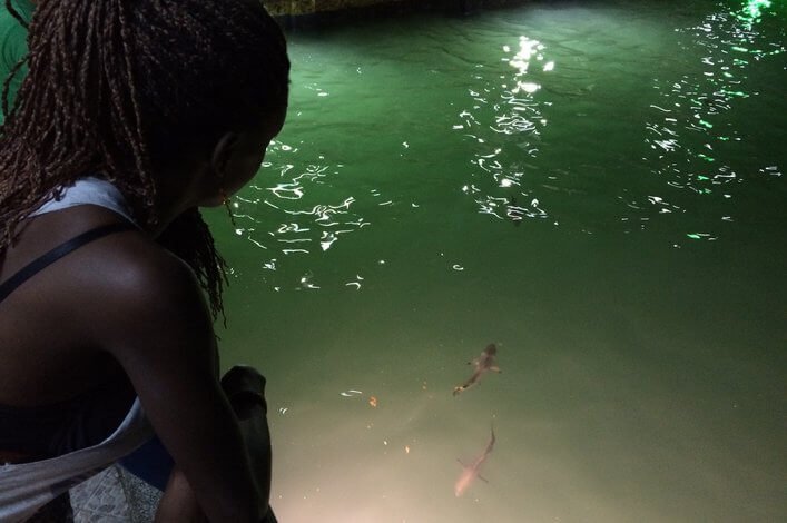 Juvenile blacktips at passengers wharf.