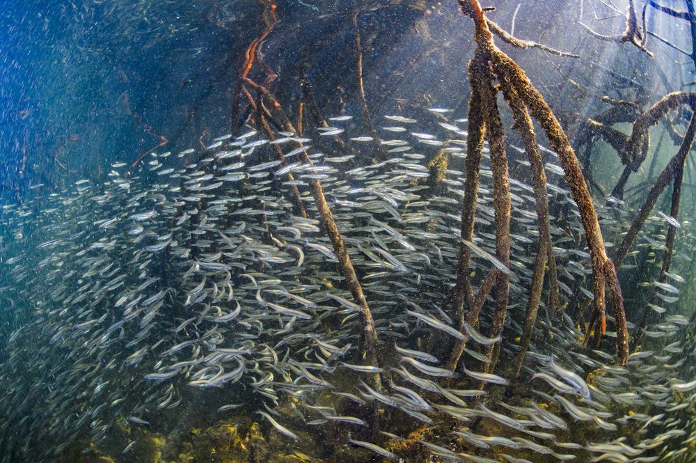 Juvenile fish among mangrove roots.
