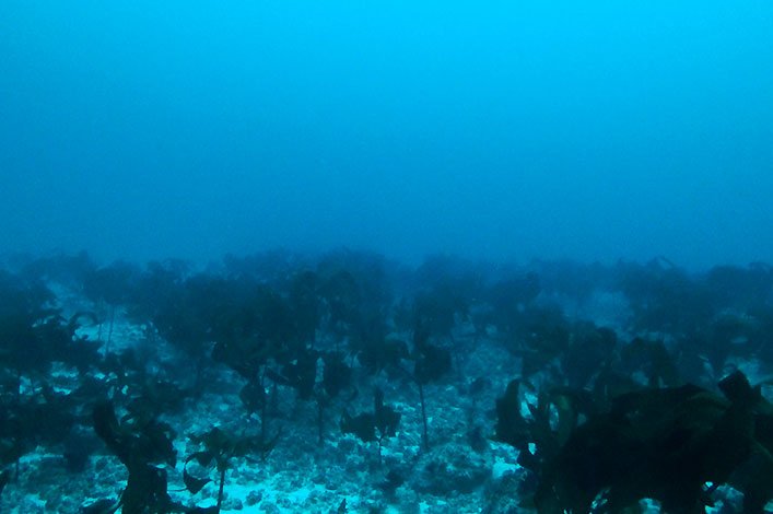 Kelp forest found on the top of the summit around 50m depth