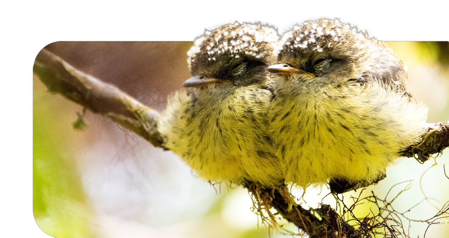 Vermilion Flycatcher couple