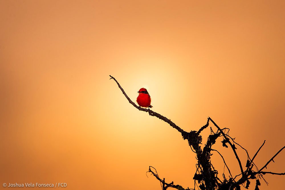 La niebla tapa el atardecer en el fondo de un Pájaro Brujo.