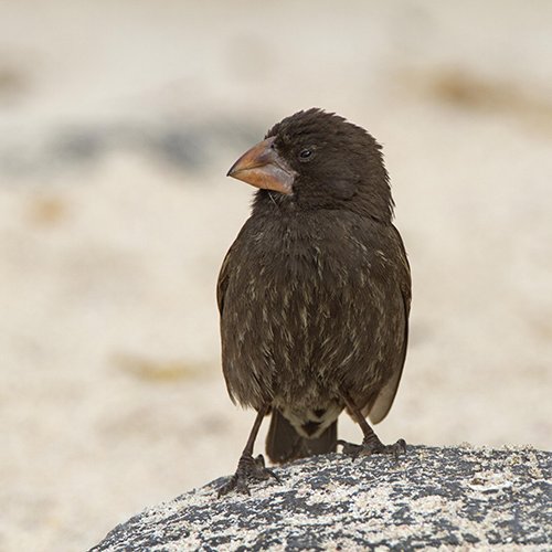 Geospiza conirostris Ridgway, 1890