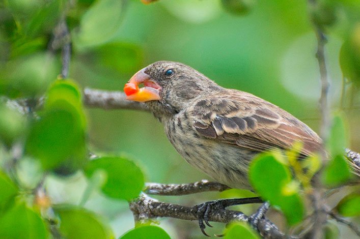 Large ground finch, one of the many bird species threatened by Philornis.