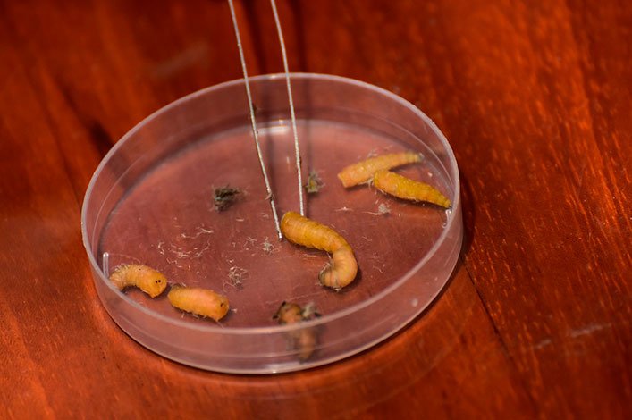 Larvae of the Philornis downsi fly, being studied at the Charles Darwin Research Station (CDRS).