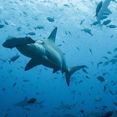 Las hembras de tiburón martillo preñadas se encuentran con frecuencia en las Islas Galápagos durante los primeros meses de cada año. Foto de: Pelayo Salinas, FCD