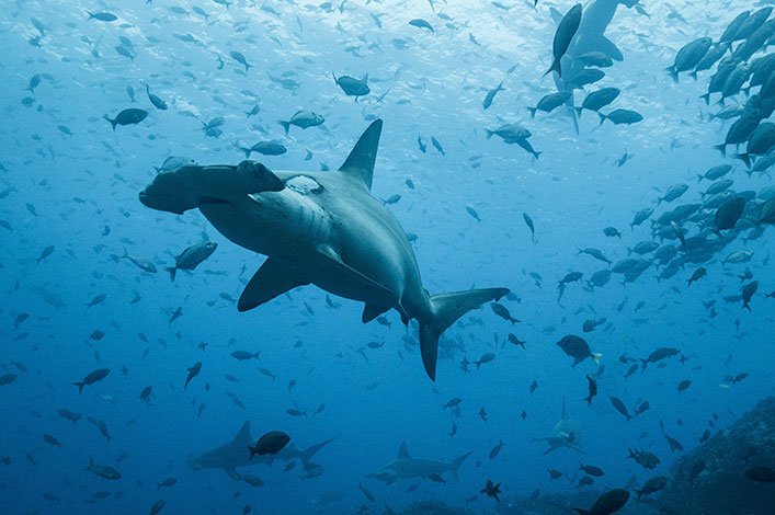 Las hembras de tiburón martillo preñadas se encuentran con frecuencia en las Islas Galápagos durante los primeros meses de cada año. Foto de: Pelayo Salinas, FCD