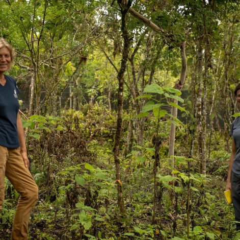 Las investigadoras Heinke Jäger y Miriam San José en el sitio cercado de Cerro Grande, donde más de 150 plántulas crecen desde 2021, gracias a las labores de control de plantas invasoras. Foto: Rashid Cruz.