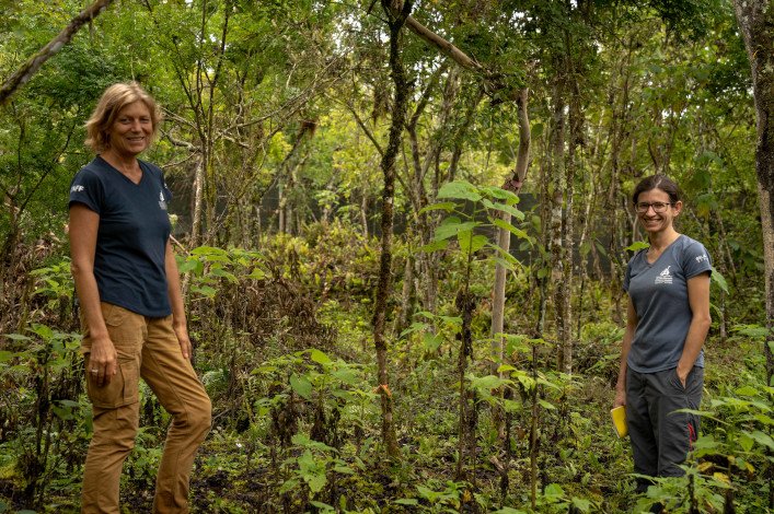 Las investigadoras Heinke Jäger y Miriam San José en el sitio cercado de Cerro Grande, donde más de 150 plántulas crecen desde 2021, gracias a las labores de control de plantas invasoras. Foto: Rashid Cruz.