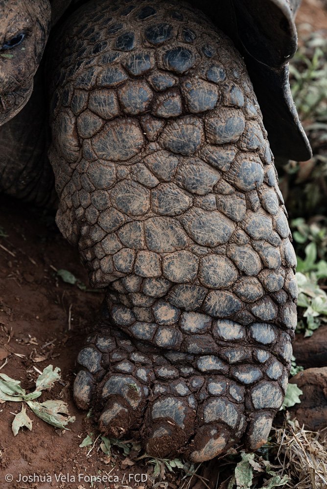 Las patas delanteras de las tortugas gigantes tienen cinco uñas mientras que las posteriores sólo cuatro.